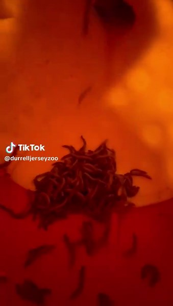 Aardvark's Incredible Tongue Reveal