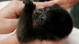 Human expansion pushes howler monkeys toward deadly power lines