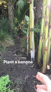 How to plant a Banana #gardening #survival #food #Kai #fruits | Prepper Kiwi