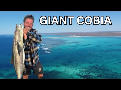 We Caught 2 GIANT Cobia In Australia’s BEST Fishing Spot - Dream Catch - Catch & Cook
