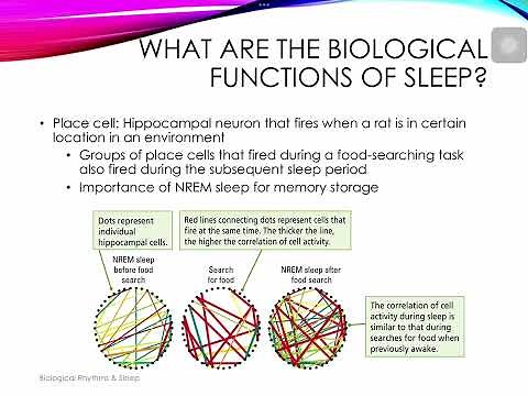 Introduction to Neuroscience: Sleep and Biological Rhythms