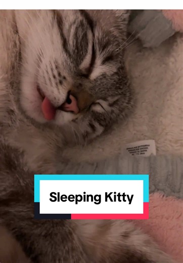 Sleeping Kitty: The Comfiest Cat on Her Blanket
