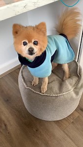 2.3K views · 620 reactions | Today’s a new day. But why do anything different?  Boo Boo  | "Paws for Thought" Rescue | Facebook