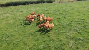 A great overview of the cattle offered for sale next week - Thursday 12th September - from the Grange herd of Messrs G E Smith and Son. Sale starts 12 Noon, Brookfield Farm, Daventry NN11 4NQ. Catalogue available here https://bit.ly/2ZmCGiz. All enquiries welcome: Steven Smith 07971 915058. | British Limousin Cattle Society