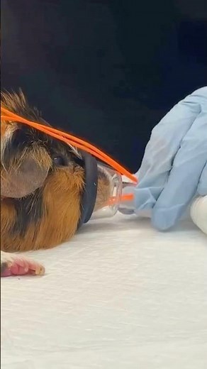 Leak-Proof Oxygen Mask Tutorial 😷 #goodtoknow #vet #medicine #funfacts #lifehacks #educational