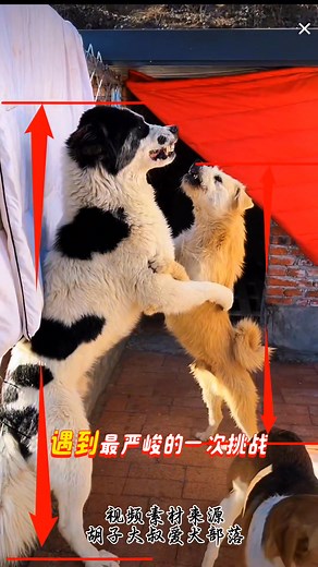 It's outrageous! King charles Longhair, the dog king, faces a formidable challenge from a 100-pound dog – the toughest challenge in recent years #fblifestyle | King Charles dog