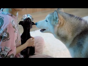 How Our Husky Helped a Terrified Rescue Puppy Open Up to Him