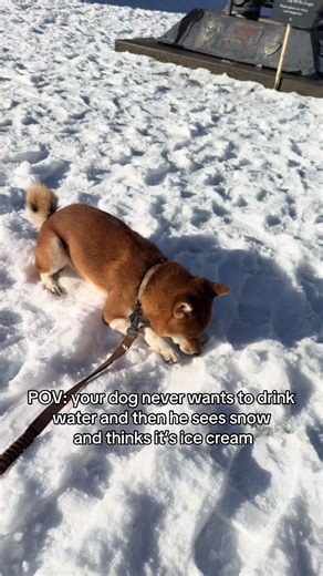 Dogs Enjoying Snow: A Delightful ASMR Experience