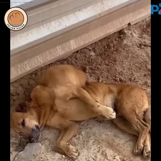 Fulll viideo here https://rescuepets.moicaucachep.com/1330/06/ She Looked at Every Stranger Passing By Whispering, Please Don Leave Me part1 See part 2 in the comments below.👇👇 | Paw Patrol Shelter