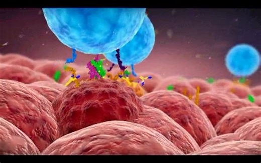 抗PD-1 PD-L1治疗机制