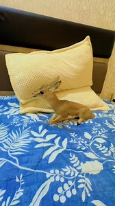 Muhammad Nuri on Reels