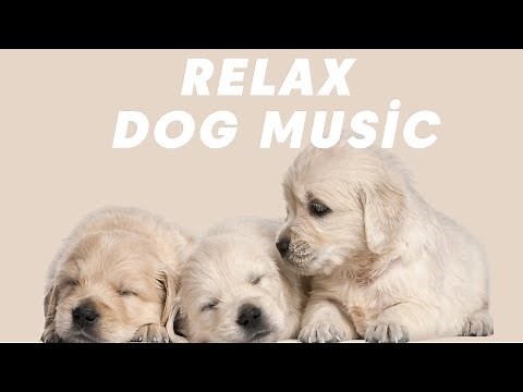 （8時間広告のないヒーリング音楽🐶）犬のための音楽 - 外出するとき気楽に行って来てください - 睡眠音楽 - 犬が好きな音楽