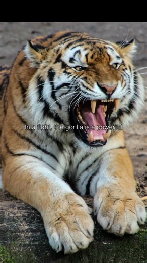 The Truth About Gorilla vs Tiger. #monkey#wildlifefacts