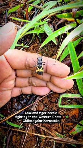 lowland tiger beetle #wildlifeindia #westernghats #karnataka #nature #trekkingindia #biodiversity