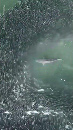 Sharks swim through huge school of fish off coast of Long Island | USA TODAY #Shorts