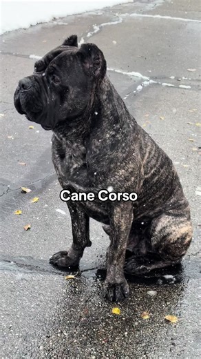 Understanding the Cane Corso Breed: Traits and Care
