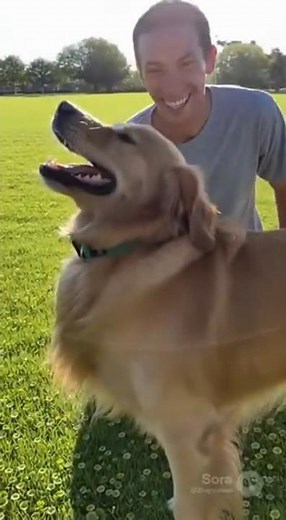 🪂🐕 FRISBEE FAIL! Mid-Air Sugar Glider KNOCKS Golden Retriever Out of the Sky!