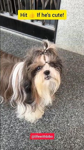 Dog Barking Video | Bibo the Shih Tzu 🐶💕 #pets #shihtzu