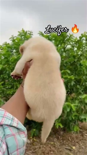 Day in the Life of My Labrador Puppy