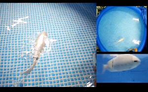 机器鱼 [Taipei Tech]Bionic multi-joint robotic fish