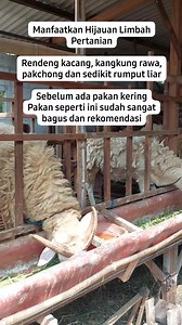 33K views · 145 reactions | Pakan Domba Dari Limbah Pertanian #Breedingdomba | Aulia Grafi | Facebook