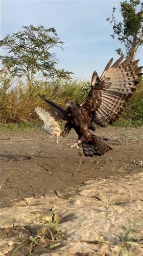 Eagle fly down hunt their pray on the ground #wildlife #eagle #nature #birds #animals #nature