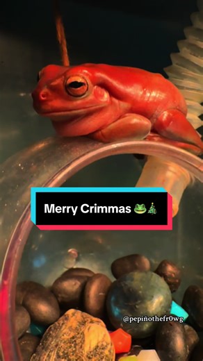 Merry Crimmas! The froggy fam will be bumping all through the night, not a mouse in sight 🐸🎄🤪 #fyp #christmas #frog #cute #vibes