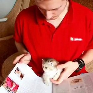 How cute is this Kitty? 🎥: instagram @deborkader | No Cat no Life