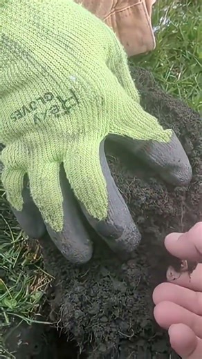 Huge Gold Ring Found Metal Detecting Chicago Park