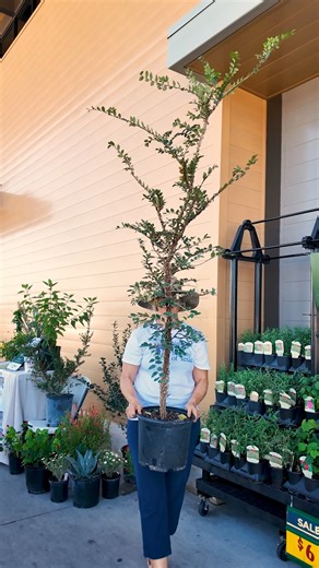 52K views · 734 reactions | The Texas Native Plant Celebration rocks...