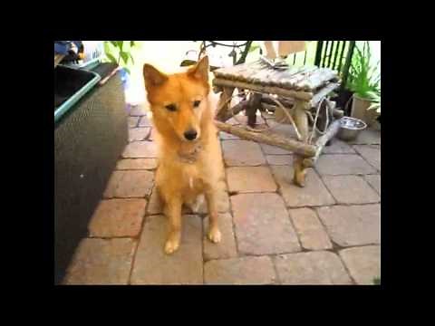 Finnish Spitz - An Owner's Manual Part 1 - Understanding Your Dog