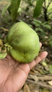 14K views · 51 reactions | Bitoon Fruit #herbalmedicine #fishpoisontree #Goiter #followersreels | Rey P Obongen | Facebook