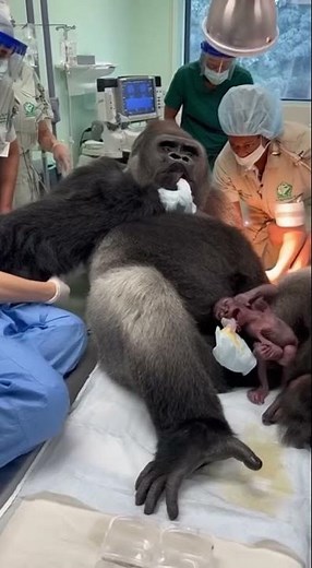 Gorilla new born in hospital take by doctors