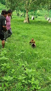 From the late Capt. Joe de Sagon, a Pure Hugh Norman Lacy Roundhead hens showing some skills. 😎 | Jezreel Valley Farm