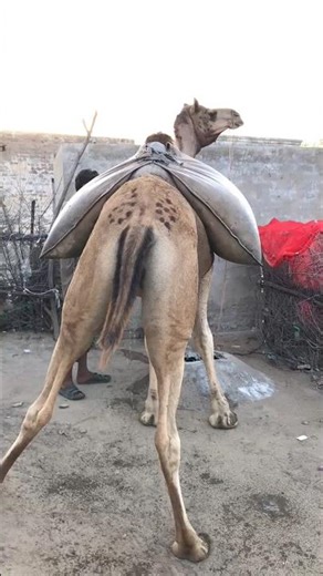 Beautiful Camel Standing Up and Sitting Down