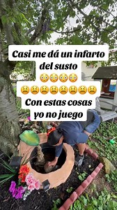 Cómo limpiar una fuente en el gallinero sin asustarte