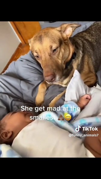 Hilarious Dog Compilation: Laugh with Adorable Pets