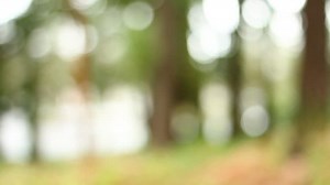 clip-1024314812-blurred-trees-along-path-woods