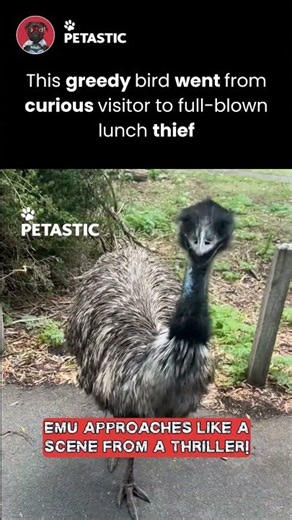 Emu Decides the Whole Bag Belongs to Him