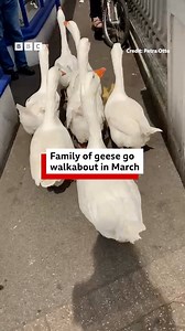A gaggle of geese have been spotted going walkabout in March town centre! 🔎 Thankfully, passersby helped the birds back to safety. | BBC Cambridgeshire
