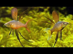 Threadfin Rainbow Fish (Iriatherina werneri), Small Mouth from Papua indonesia 🇮🇩