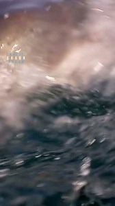 Great whites are powerful predators #greatwhiteshark