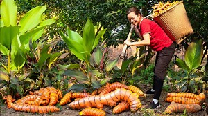 Harvest Process TURMERIC Go to market sell | What to cook with TURMERIC | TURMERIC Recipes & cooking | Phuong - Harvesting