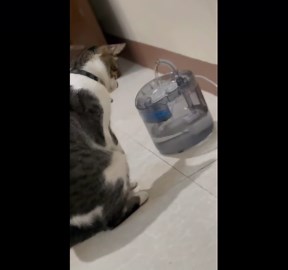 Pet cat confused by water fountain as she tries to lick it