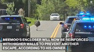 Escaped emu takes owner and police chase in Tennessee