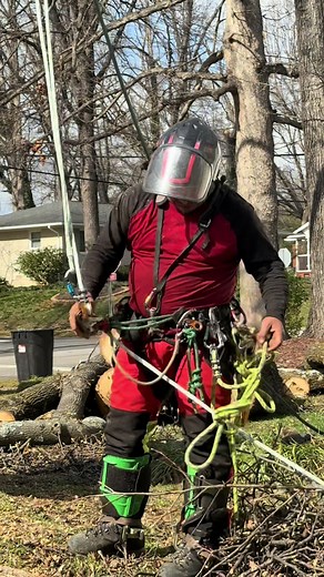 Understanding Arborist Techniques for Tree Care