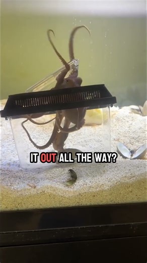 Wanda the octopus is a great problem solver!