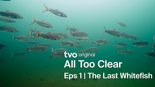 All Too Clear | TVO Today
