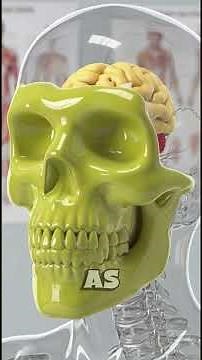 Why Ice Cream Makes Your Cold WORSE (Inside Body Animation)