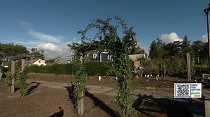 Garden Guide: Three reasons why you should grow a climbing rose in your garden